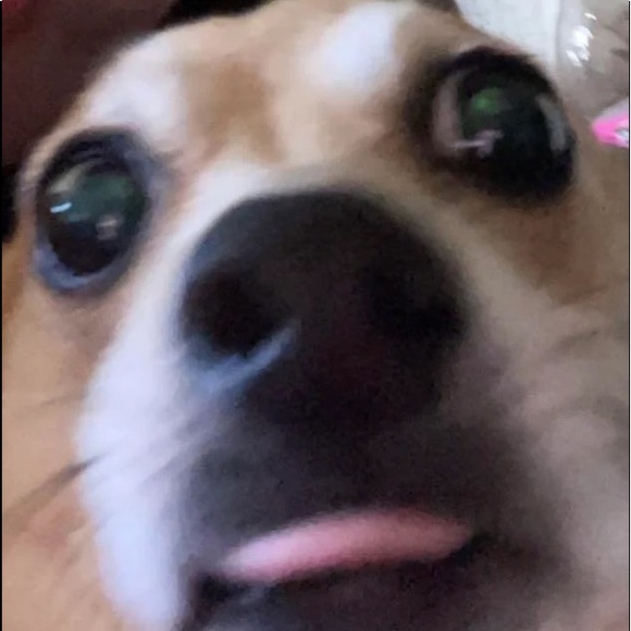 lynxhernan_